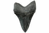 Serrated, Fossil Megalodon Tooth - South Carolina #312088-1